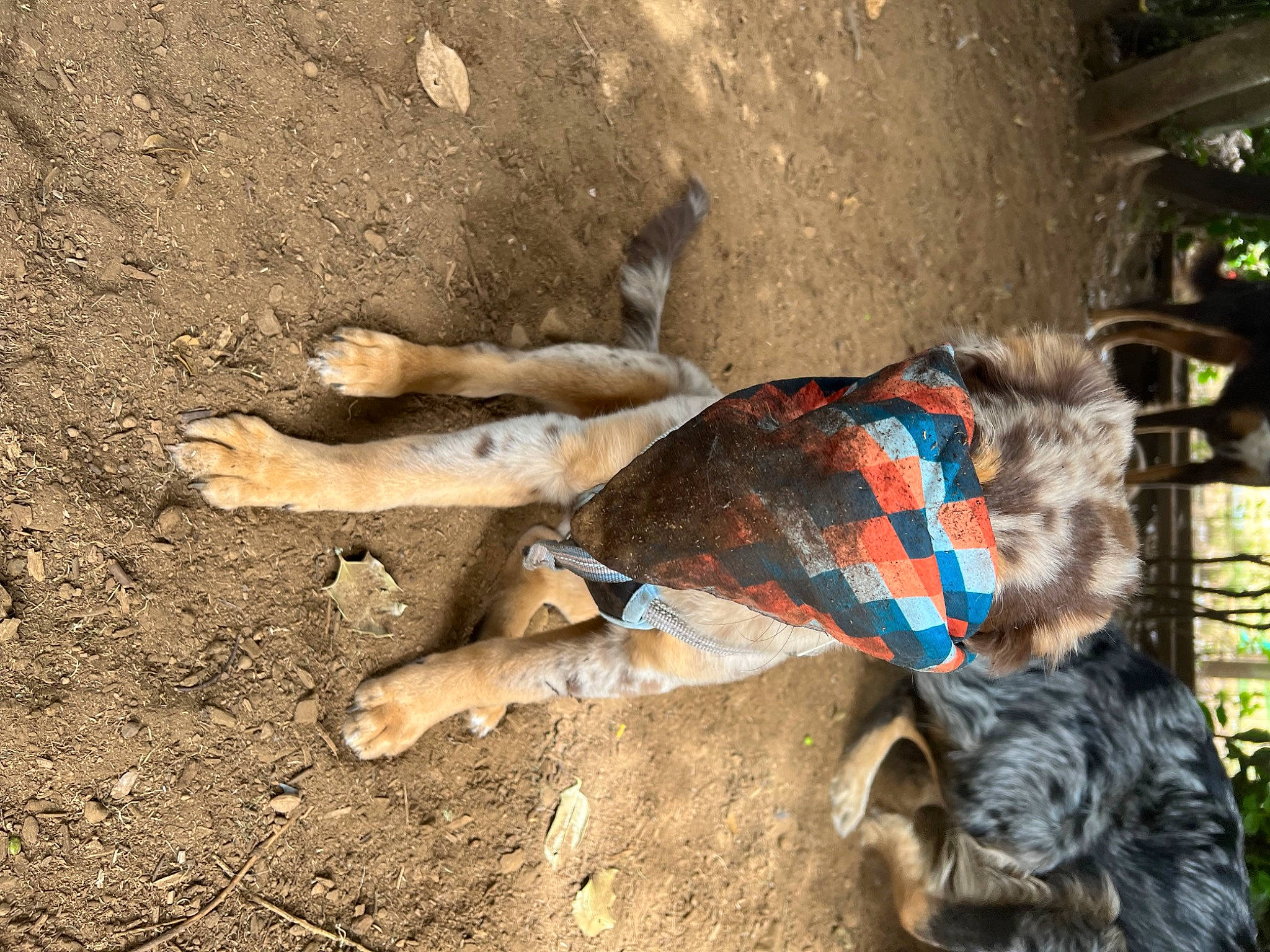 Nova joined the competition — help win amazing prizes! beak, bird, canidae, dog_breed, electric_blue, fashion_accessory, fawn, feather, foot, fur, galliformes, human_leg, phasianidae, shadow, snout, soil, tail, tree, wing, working_animal