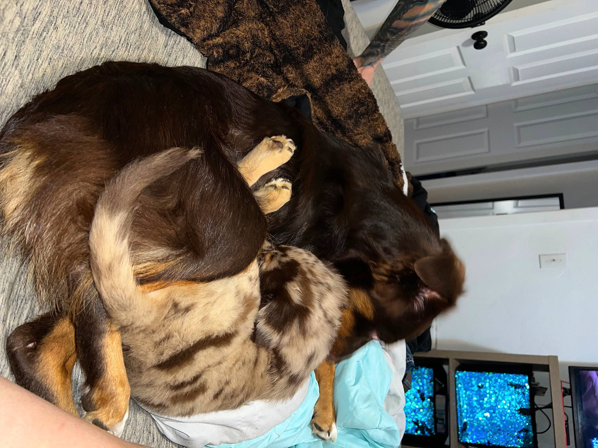 Nova joined the competition — help win amazing prizes! canidae, carnivore, claw, comfort, companion_dog, dog, dog_breed, ear, fawn, felidae, fur, human_leg, liver, mammal, small_to_medium_sized_cats, snout, spaniel, sporting_group, tail, whiskers