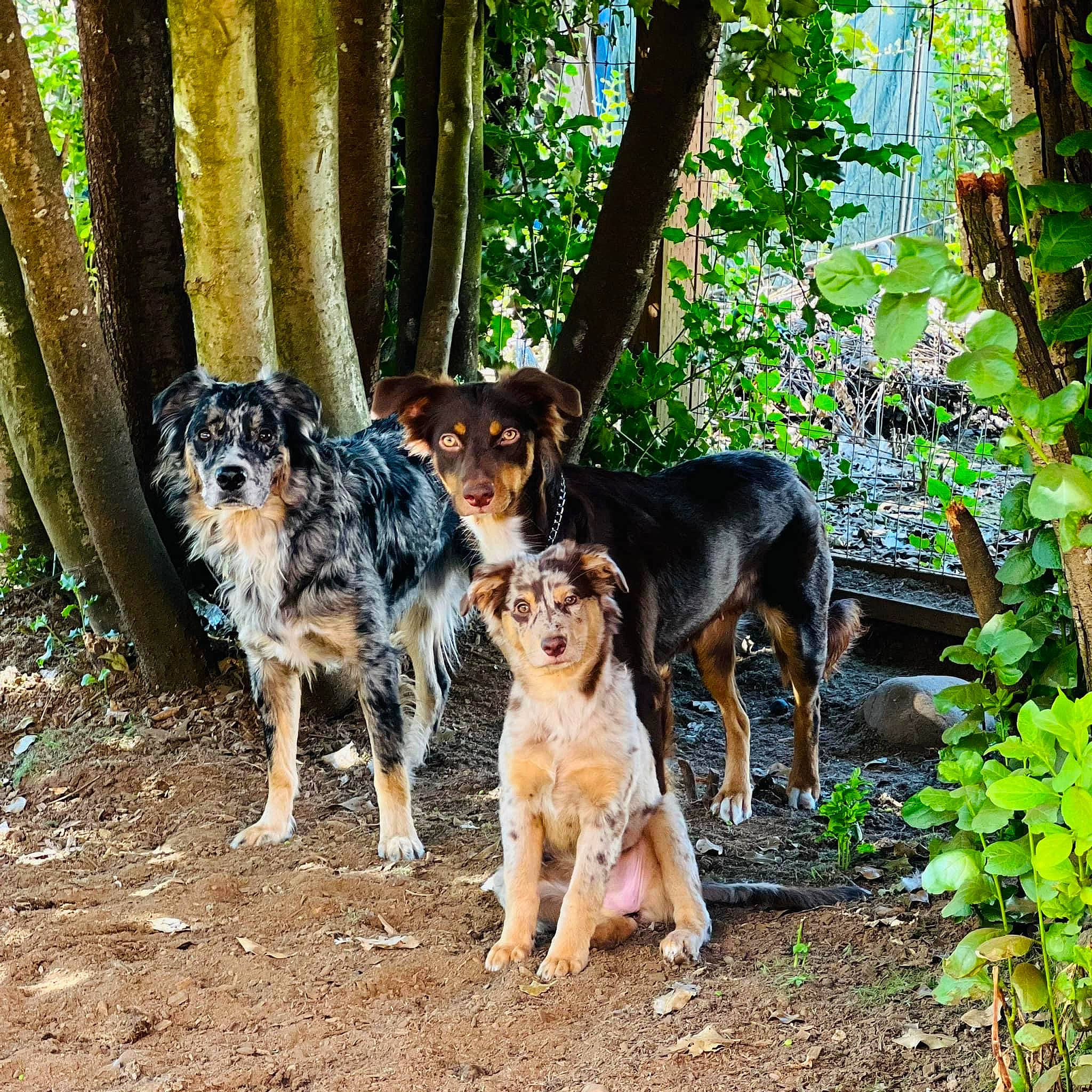 Nova is registered to the contest to win money with this photo: canidae, carnivore, companion_dog, dog, dog_breed, forest, groundcover, house, hunting_dog, jungle, northern_hardwood_forest, plant, sporting_group, temperate_broadleaf_and_mixed_forest, terrestrial_plant, tree, woodland, working_animal, working_dog