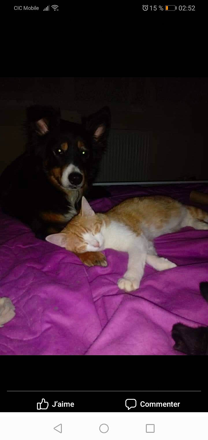 Mimisse a rejoint le concours — aidez-le/la à gagner de superbes lots ! bed, carnivore, cat, comfort, companion_dog, dog, dog_breed, domestic_short_haired_cat, fawn, felidae, flooring, fur, herding_dog, linens, paw, small_to_medium_sized_cats, tail, toy, whiskers, working_animal