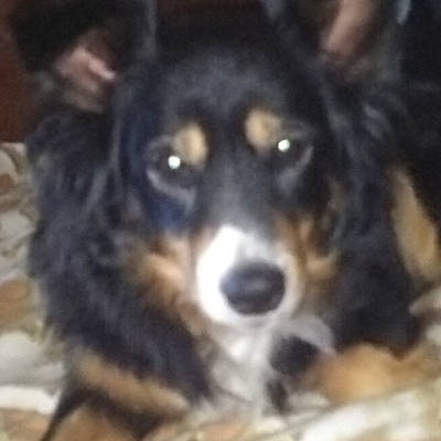 Mimisse participe au concours pour gagner de l'argent avec cette photo : canidae, carnivore, companion_dog, dog, dog_breed, ear, fur, herding_dog, snout, sporting_group, terrestrial_animal, toy_dog, whiskers, working_animal, working_dog