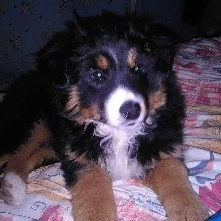 Mimisse a rejoint le concours — aidez-le/la à gagner de superbes lots ! bored, canidae, carnivore, companion_dog, dog, dog_breed, fur, herding_dog, puppy, snout, sporting_group, working_dog