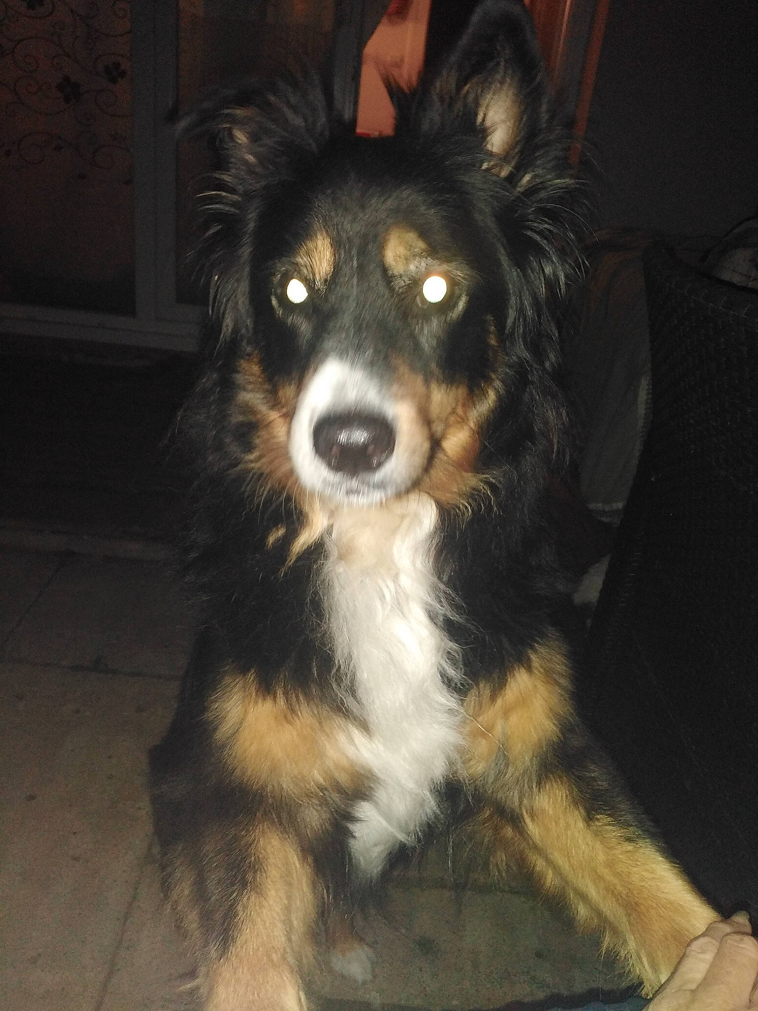 Mimisse a rejoint le concours — aidez-le/la à gagner de superbes lots ! bored, canidae, carnivore, companion_dog, darkness, dog, dog_breed, fur, herding_dog, snout, sporting_group, terrestrial_animal, whiskers, working_animal, working_dog