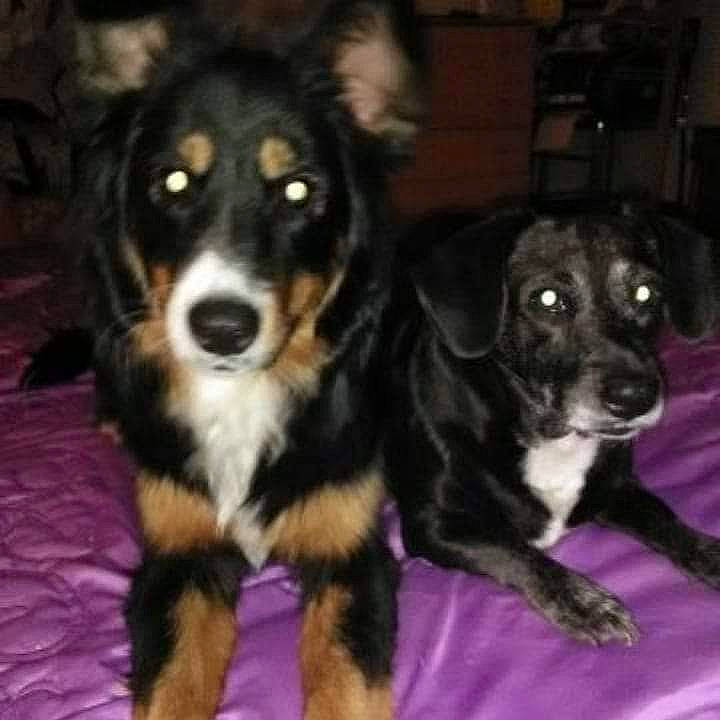 Mimisse a rejoint le concours — aidez-le/la à gagner de superbes lots ! beaglier, bored, canidae, carnivore, companion_dog, dog, dog_breed, fur, paw, puppy, rottweiler, snout, sporting_group, terrestrial_animal, working_animal, working_dog