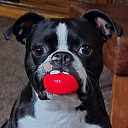 Tank is registered to the contest to win money with this photo: animal, black_and_white, close_up, companion, cute, dog, domestic_animal, ears, expression, face, fur, indoor, looking, mouth, pet, playful, portrait, red, toy, whiskers