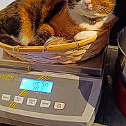 Moko participe au concours pour gagner de l'argent avec cette photo : animal, appliance, basket, black, calico_cat, cat, collar, container, curled_up, digital_scale, domestic_animal, feline, fur, indoor, kitchen, orange, pet, resting, weighing_scale, white