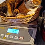 animal, appliance, basket, black, calico_cat, cat, collar, container, curled_up, digital_scale, domestic_animal, feline, fur, indoor, kitchen, orange, pet, resting, weighing_scale, white