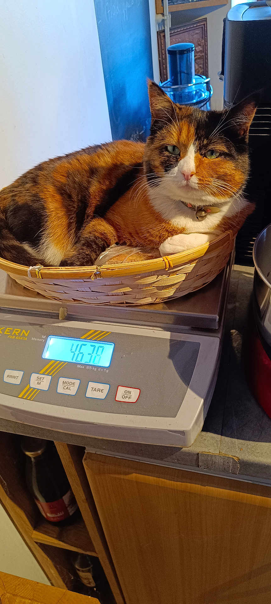 Moko participe au concours pour gagner de l'argent avec cette photo : animal, appliance, basket, black, calico_cat, cat, collar, container, curled_up, digital_scale, domestic_animal, feline, fur, indoor, kitchen, orange, pet, resting, weighing_scale, white