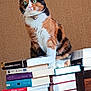 animal, books, brown_wall, calico_cat, cat, collar, curious, cute, domestic_animal, feline, furry, green_eyes, indoor, literature, paper, pet, sitting, stack_of_books, whiskers, wooden_table