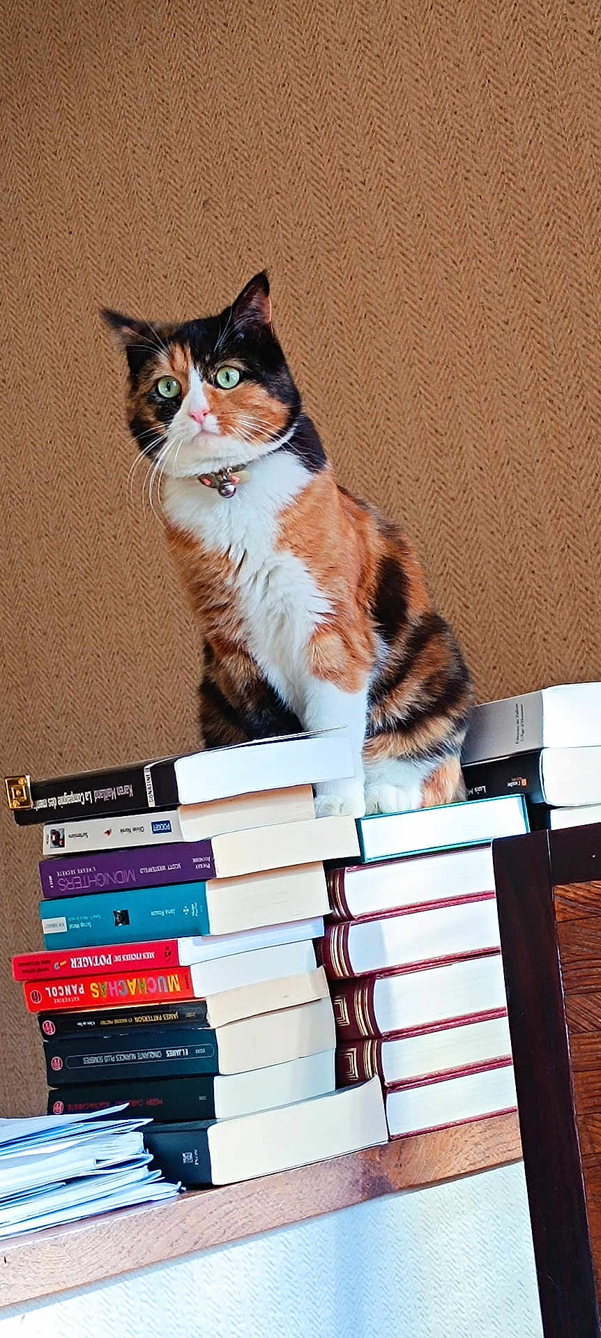 Maquita a rejoint le concours — aidez-le/la à gagner de superbes lots ! animal, books, brown_wall, calico_cat, cat, collar, curious, cute, domestic_animal, feline, furry, green_eyes, indoor, literature, paper, pet, sitting, stack_of_books, whiskers, wooden_table