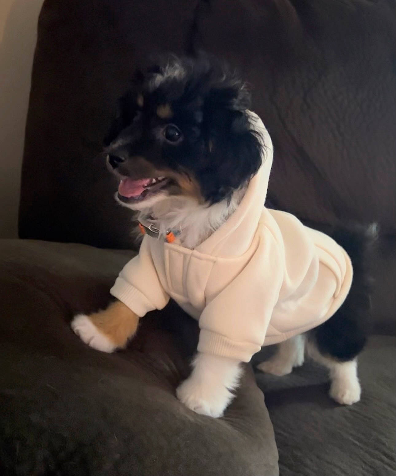 Gordon is registered to the contest to win money with this photo: canidae, carnivore, companion_dog, dog, dog_breed, dog_clothes, dog_collar, dog_supply, fang, flooring, fur, grey, paw, snout, sporting_group, tail, toy_dog, whiskers, working_animal, working_dog