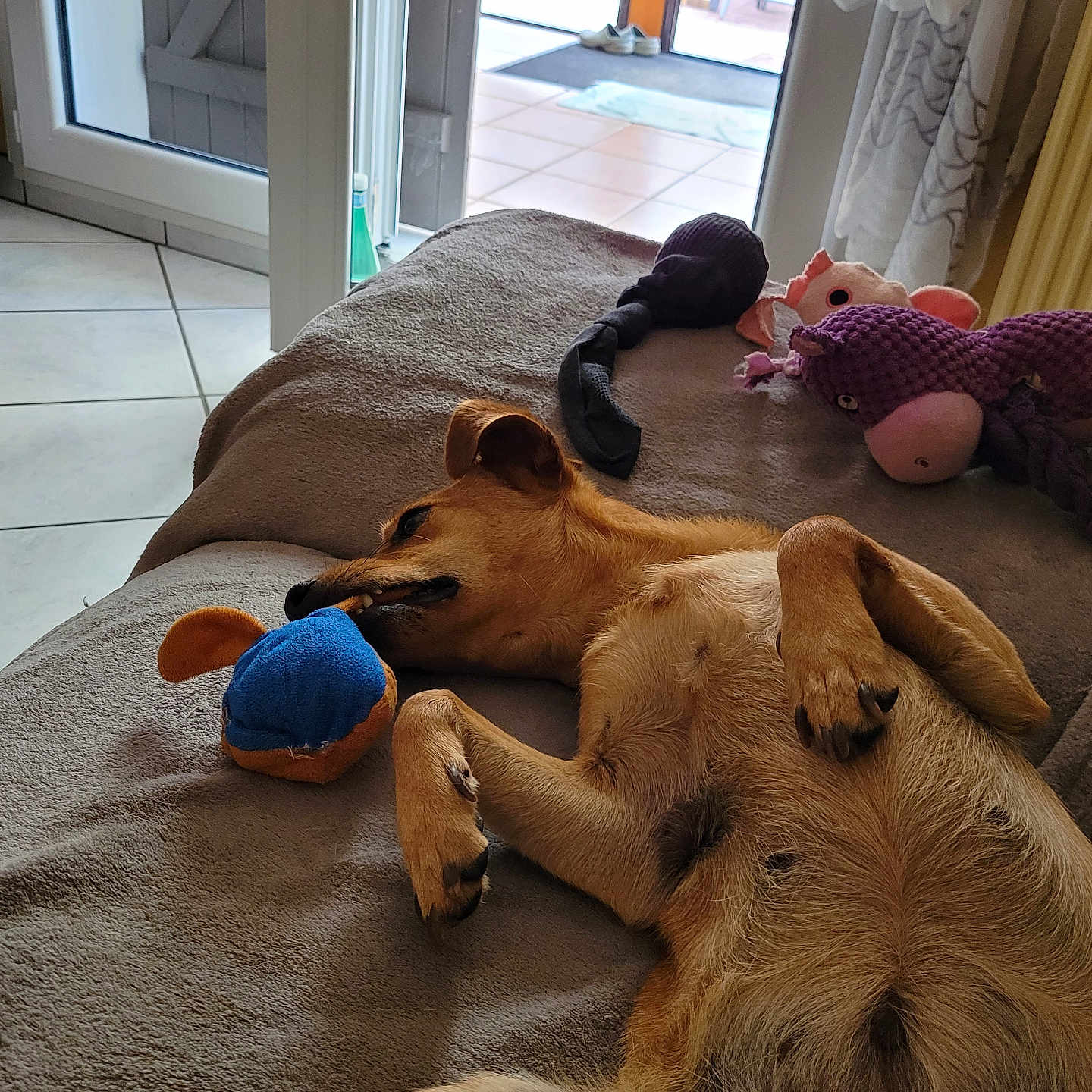 Roxy participe au concours pour gagner de l'argent avec cette photo : animal, brown_dog, comfort, couch, dog, door, floor, furniture, glass_door, home, indoor, interior, pet, playing, plush_toy, relaxed, resting, tile_floor, toy, window