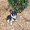 Aïko participe au concours pour gagner de l'argent avec cette photo : dog, french_bulldog, puppy, pet, animal, outdoor, tree, ivy, wood_chips, nature, leaves, black_and_white, small_dog, sitting, curious, ears_up, harness, ground, daylight, greenery