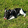 dog, grass, outdoor, playful, pet, chewing, toy, black_and_white, canine, sunlight, nature, animal, lying_down, harness, summer, greenery, field, daylight, paw, ears