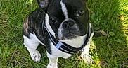 Aïko participe au concours pour gagner de l'argent avec cette photo : dog, french_bulldog, puppy, black_and_white, grass, outdoor, pet, animal, canine, cute, ears, collar, sunlight, nature, greenery, sitting, looking_up, adorable, young, daylight