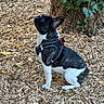 Aïko a rejoint le concours — aidez-le/la à gagner de superbes lots ! dog, black_and_white, harness, sitting, wood_chips, tree_trunk, ivy, outdoor, curious, pet, nature, animal, ears, small_dog, fur, leaves, ground, alert, canine, daylight