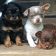Pups joined the competition — help win amazing prizes! puppies, dog, animal, cute, three_puppies, wooden_floor, fur, small_dog, pet, young, domestic_animal, sitting, lying_down, brown_fur, black_fur, white_fur, ears, face, outdoor, flooring
