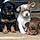 Pups