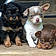 Pups