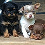 puppies, dog, animal, cute, three_puppies, wooden_floor, fur, small_dog, pet, young, domestic_animal, sitting, lying_down, brown_fur, black_fur, white_fur, ears, face, outdoor, flooring