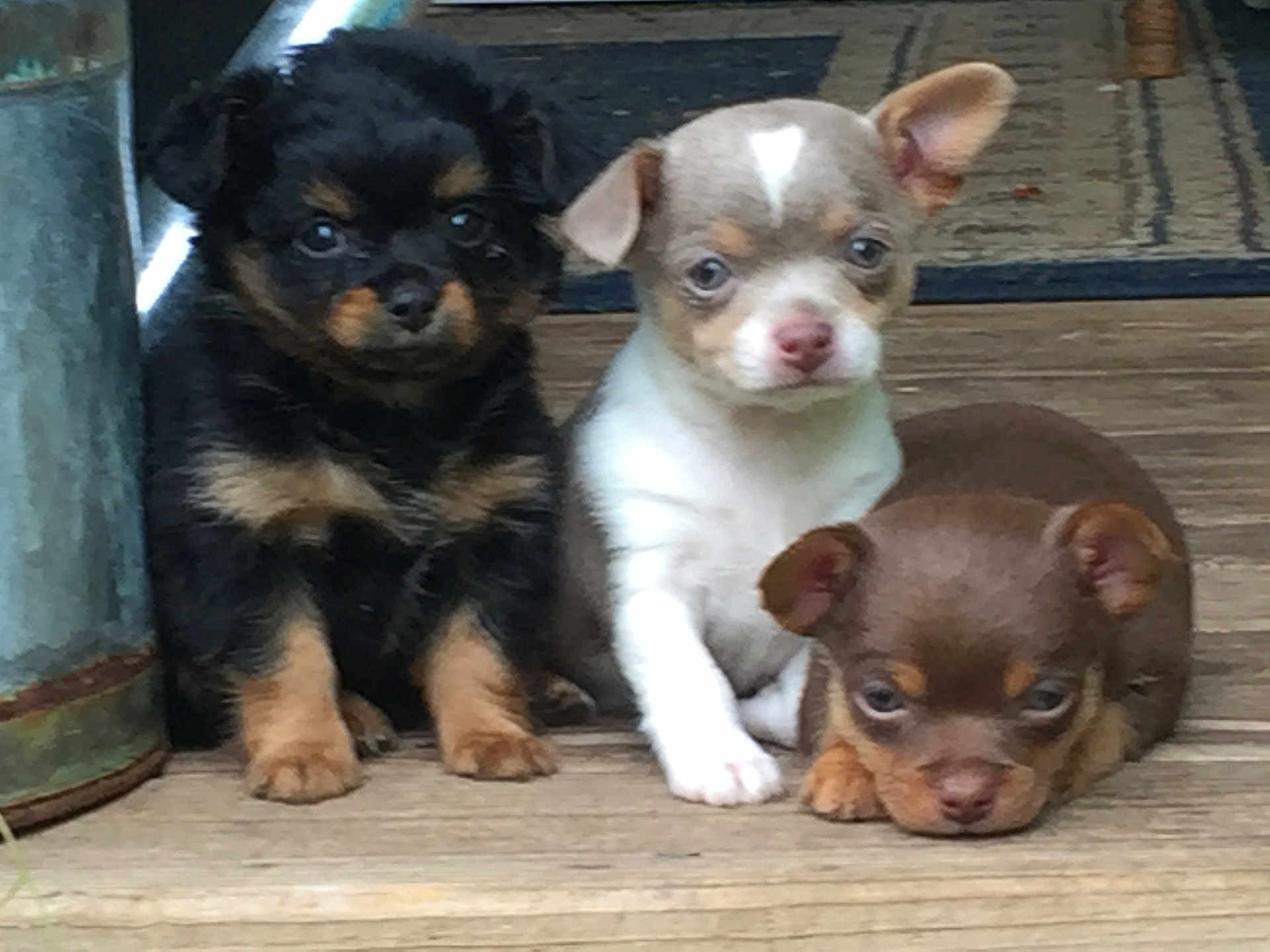 Pups joined the competition — help win amazing prizes! puppies, dog, animal, cute, three_puppies, wooden_floor, fur, small_dog, pet, young, domestic_animal, sitting, lying_down, brown_fur, black_fur, white_fur, ears, face, outdoor, flooring