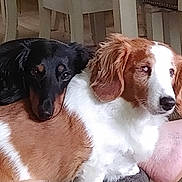 Baxter And Tipper is registered to the contest to win money with this photo: dog, black_dog, brown_and_white_dog, indoor, floor, furniture, cuddle, resting, pet, animal, cozy, companion, cute, domestic, looking, head, fur, mammal, closeup, relaxation