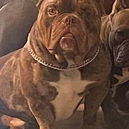 Rex is registered to the contest to win money with this photo: dog, bulldog, chain_collar, indoor, pet, animal, brown_coat, white_chest, baby_gate, wood_floor, two_dogs, companion, sitting, close_up, pet_friendly, domestic, guard_dog, calm, furniture, home