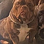 dog, bulldog, chain_collar, indoor, pet, animal, brown_coat, white_chest, baby_gate, wood_floor, two_dogs, companion, sitting, close_up, pet_friendly, domestic, guard_dog, calm, furniture, home