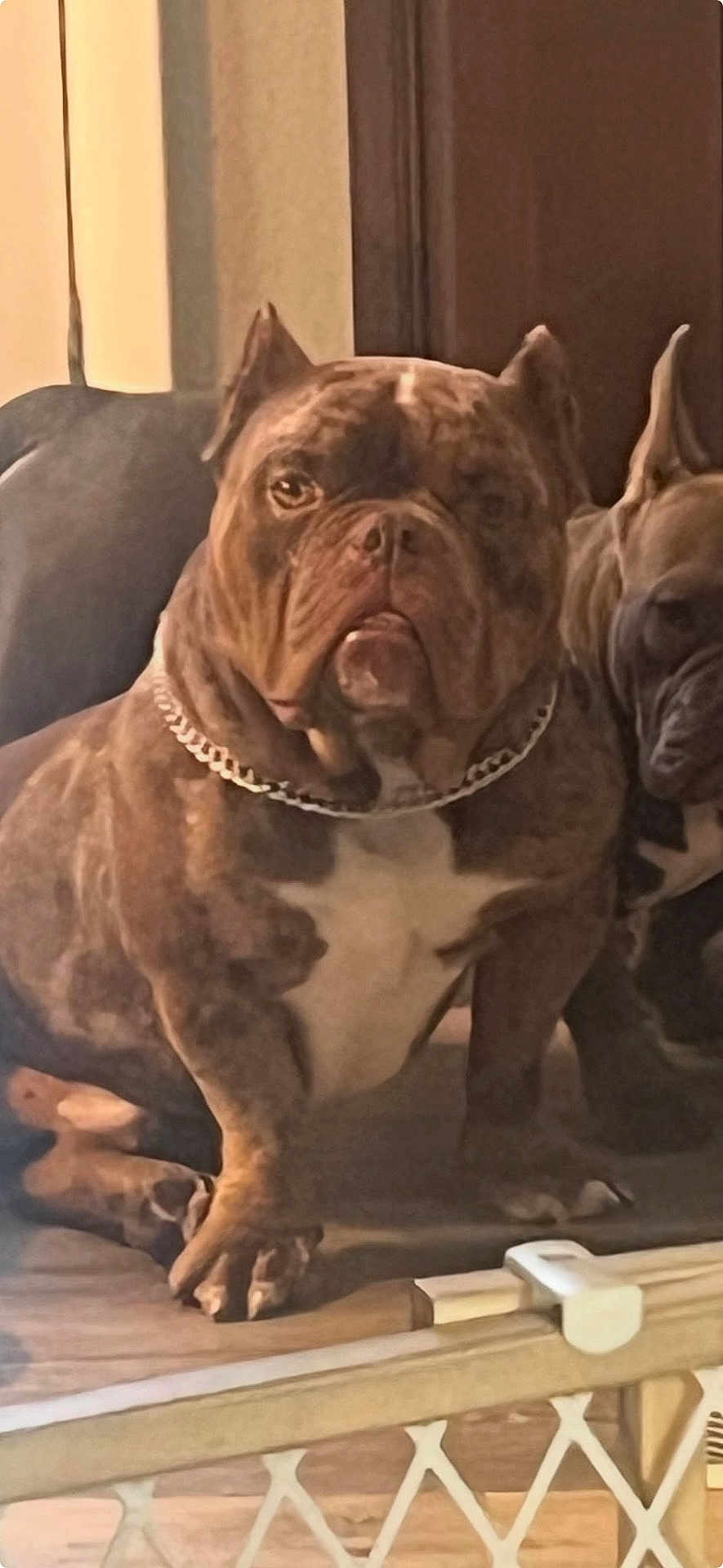 Rex is registered to the contest to win money with this photo: dog, bulldog, chain_collar, indoor, pet, animal, brown_coat, white_chest, baby_gate, wood_floor, two_dogs, companion, sitting, close_up, pet_friendly, domestic, guard_dog, calm, furniture, home