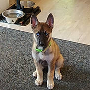 Athéna participe au concours pour gagner de l'argent avec cette photo : puppy, dog, blue_eyes, green_collar, pet_bowl, mat, indoor, floor, animal, canine, young_dog, sitting, pet, domestic_animal, ears, fur, brown_fur, black_muzzle, alert, cute