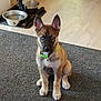 puppy, dog, blue_eyes, green_collar, pet_bowl, mat, indoor, floor, animal, canine, young_dog, sitting, pet, domestic_animal, ears, fur, brown_fur, black_muzzle, alert, cute