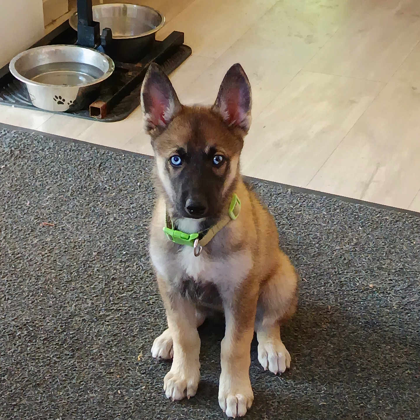 Athéna participe au concours pour gagner de l'argent avec cette photo : alert, animal, black_muzzle, blue_eyes, brown_fur, canine, cute, dog, domestic_animal, ears, floor, fur, green_collar, indoor, mat, pet, pet_bowl, puppy, sitting, young_dog
