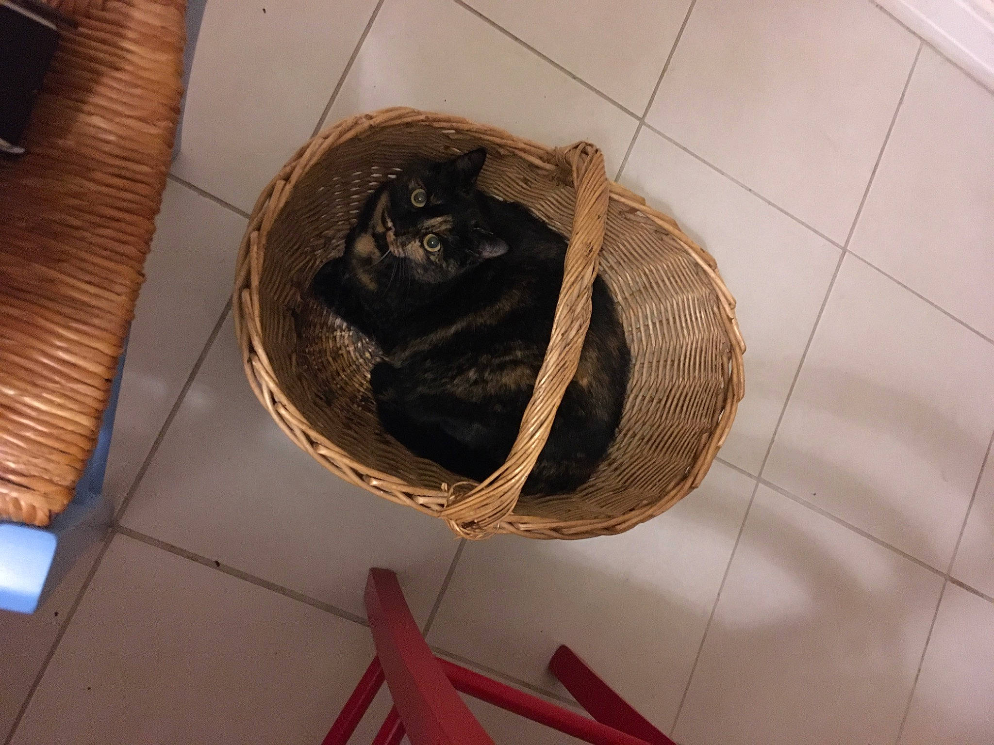 Karamella a rejoint le concours — aidez-le/la à gagner de superbes lots ! carnivore, ceiling, circle, felidae, flooring, fossil, fur, hardwood, metal, museum, natural_material, pattern, room, small_to_medium_sized_cats, sporting_group, tail, terrestrial_animal, tile_flooring, tourist_attraction, wood