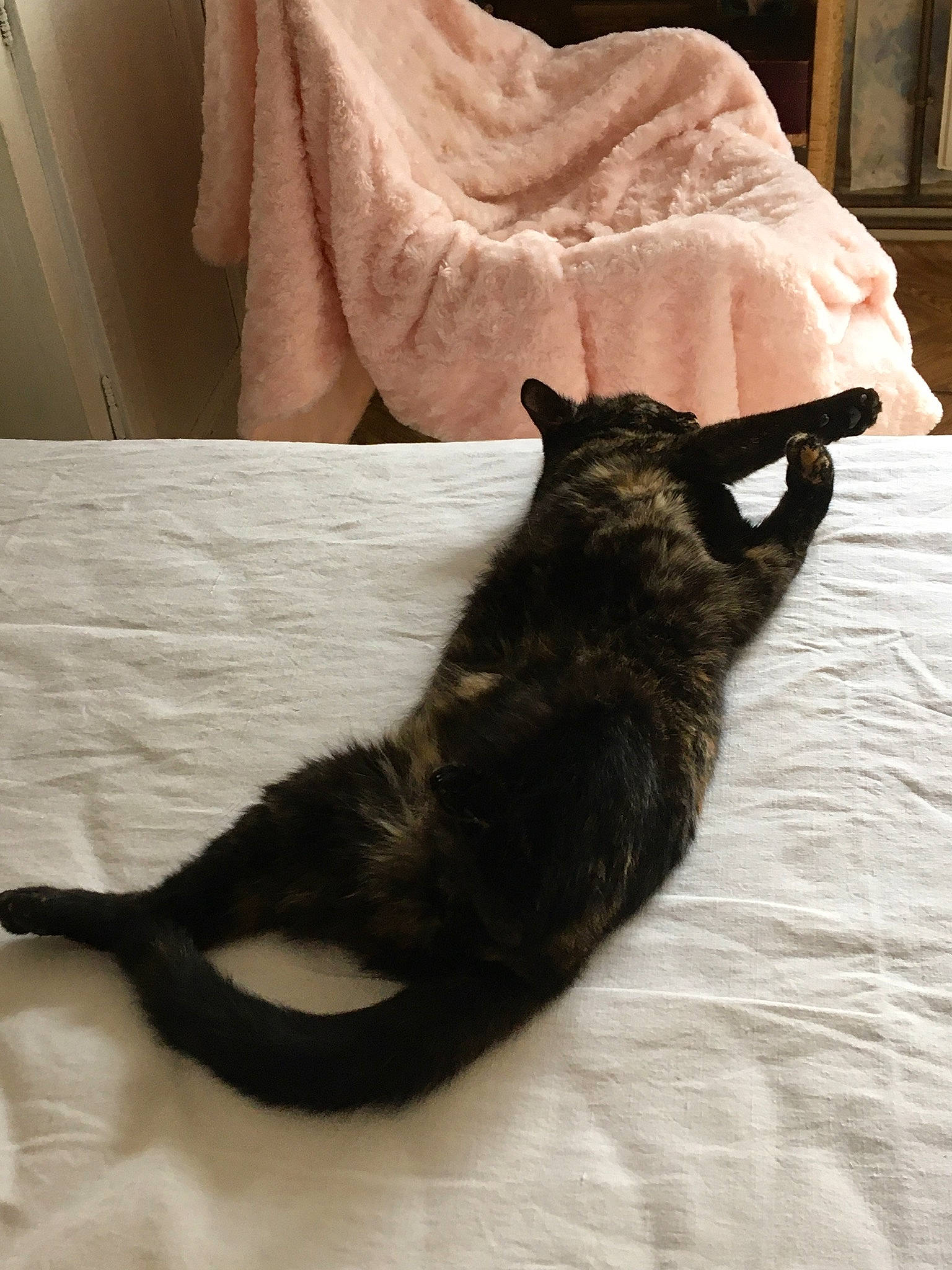 Karamella participe au concours pour gagner de l'argent avec cette photo : black_cat, carnivore, cat, claw, comfort, domestic_short_haired_cat, ear, felidae, flooring, fur, grey, hardwood, linens, room, small_to_medium_sized_cats, snout, tail, terrestrial_animal, whiskers, wood