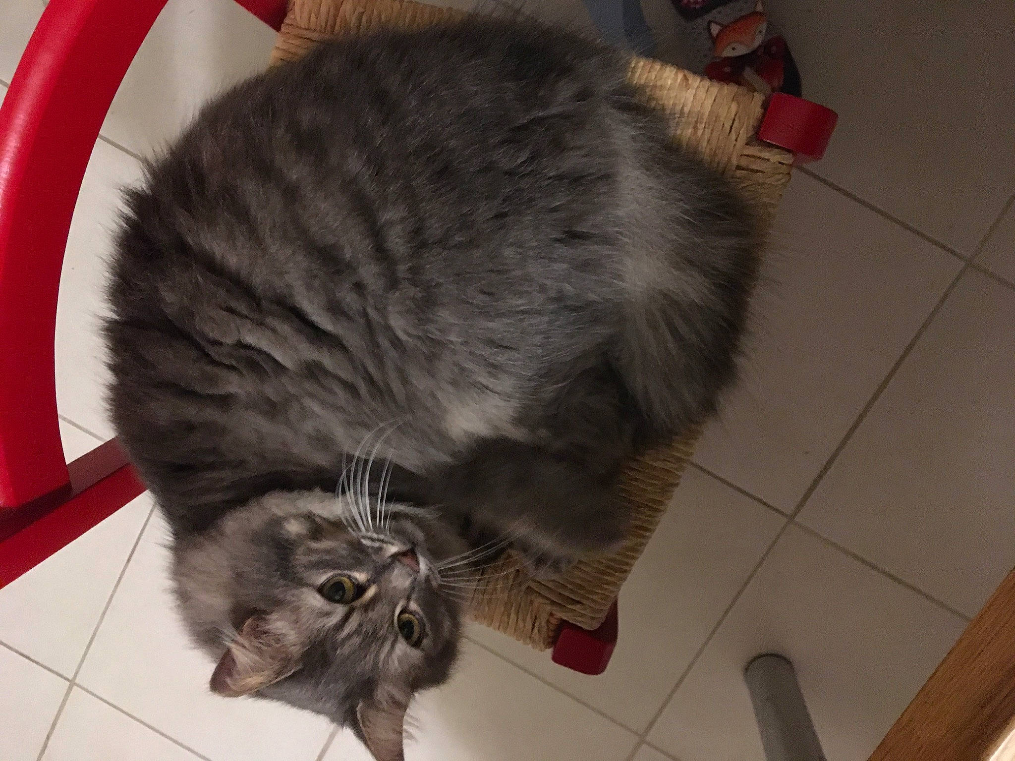 Pikachu participe au concours pour gagner de l'argent avec cette photo : carnivore, cat, claw, comfort, domestic_short_haired_cat, felidae, floor, flooring, fur, grey, hardwood, human_leg, paw, small_to_medium_sized_cats, snout, tail, whiskers