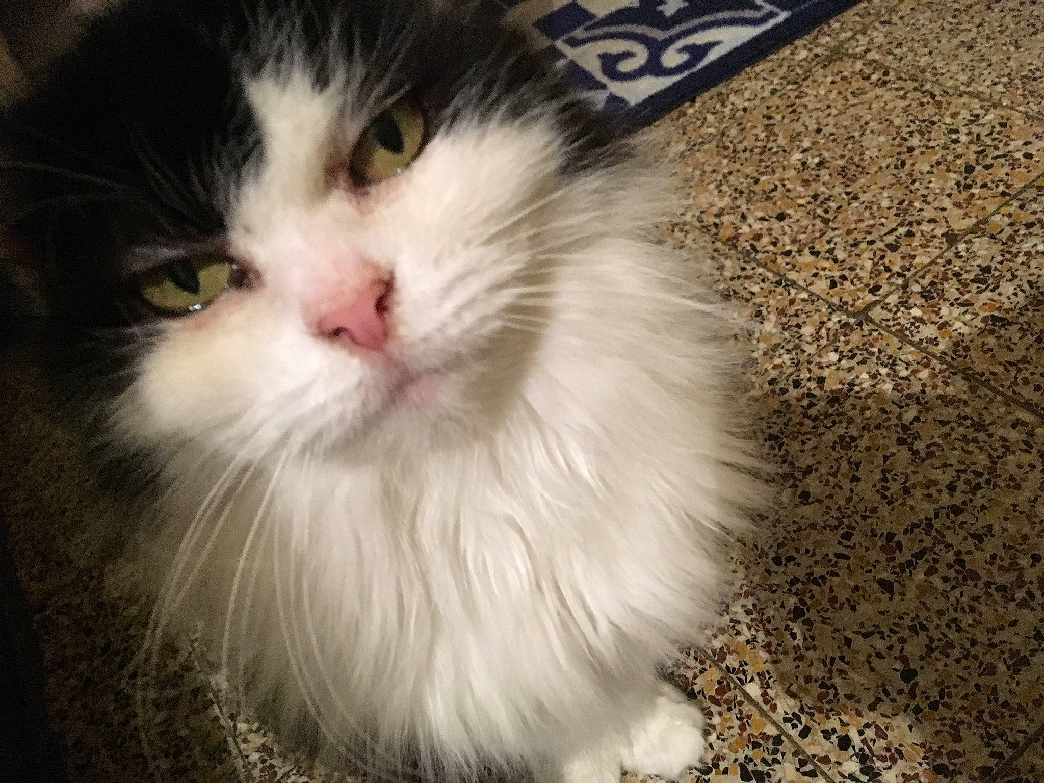 Papillon a rejoint le concours — aidez-le/la à gagner de superbes lots ! carnivore, cat, felidae, fur, road_surface, small_to_medium_sized_cats, snout, soil, whiskers