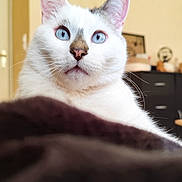 Kana participe au concours pour gagner de l'argent avec cette photo : cat, blue_eyes, white_fur, indoor, furniture, blanket, close_up, curious, pet, domestic_animal, face, whiskers, ears, nose, background, door, cabinet, wall_decor, soft_light, portrait