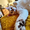 cat, animal, pet, white_cat, stretching, close_up, indoor, blanket, yellow, feline, fur, paw, relaxed, cozy, bedroom, domestic, cute, whiskers, soft, home