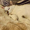 cat, sleeping, white_cat, gray_markings, fluffy_blanket, soft_texture, cozy, indoor, pet, closeup, relaxed, resting, paw, cushion, fur, comfort, domestic_animal, animal, nap, quiet