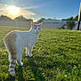 cat, animal, grass, outdoor, sunlight, sunset, nature, pet, feline, mammal, greenery, field, daylight, backlit, shadow, fur, whiskers, ears, tail, looking