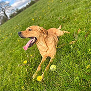 Buddy is registered to the contest to win money with this photo: animal, ball, canine, cat, countryside, dog, field, goldenretriever, grass, grassland, labradorretriever, lawn, nature, outdoors, pet, plant, puppy, sport, tennis, tennisball