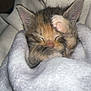 kitten, cat, sleeping, paw, blanket, cozy, fur, cute, animal, pet, rest, soft, closeup, indoor, warm, snuggle, adorable, nap, tiny, furpattern