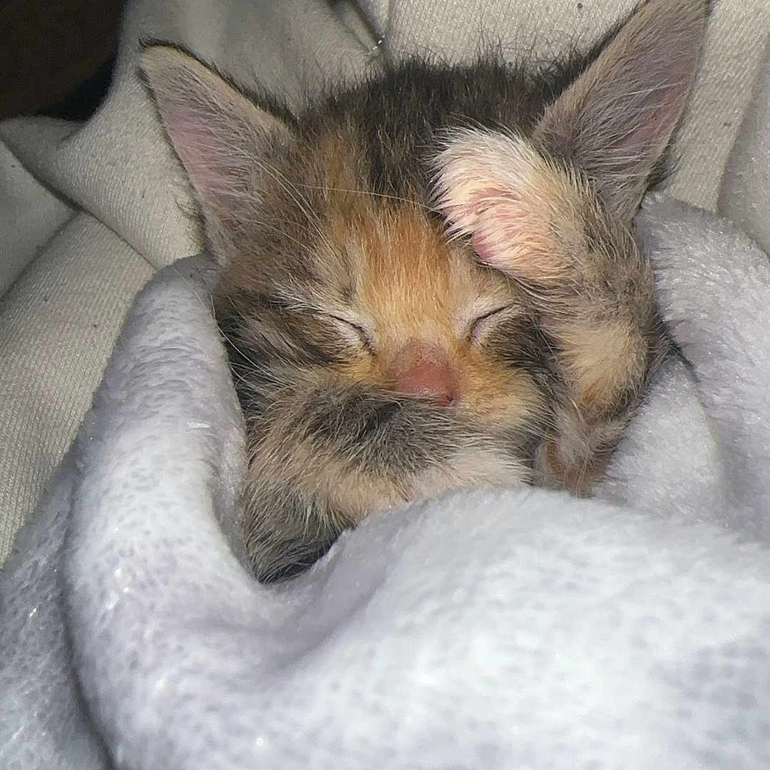 Mocha joined the competition — help win amazing prizes! adorable, animal, blanket, cat, closeup, cozy, cute, fur, furpattern, indoor, kitten, nap, paw, pet, rest, sleeping, snuggle, soft, tiny, warm