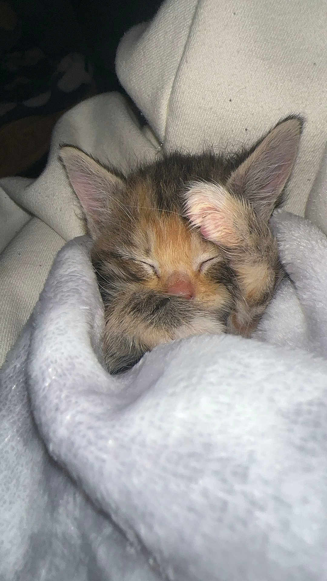 Mocha joined the competition — help win amazing prizes! kitten, cat, sleeping, paw, blanket, cozy, fur, cute, animal, pet, rest, soft, closeup, indoor, warm, snuggle, adorable, nap, tiny, furpattern