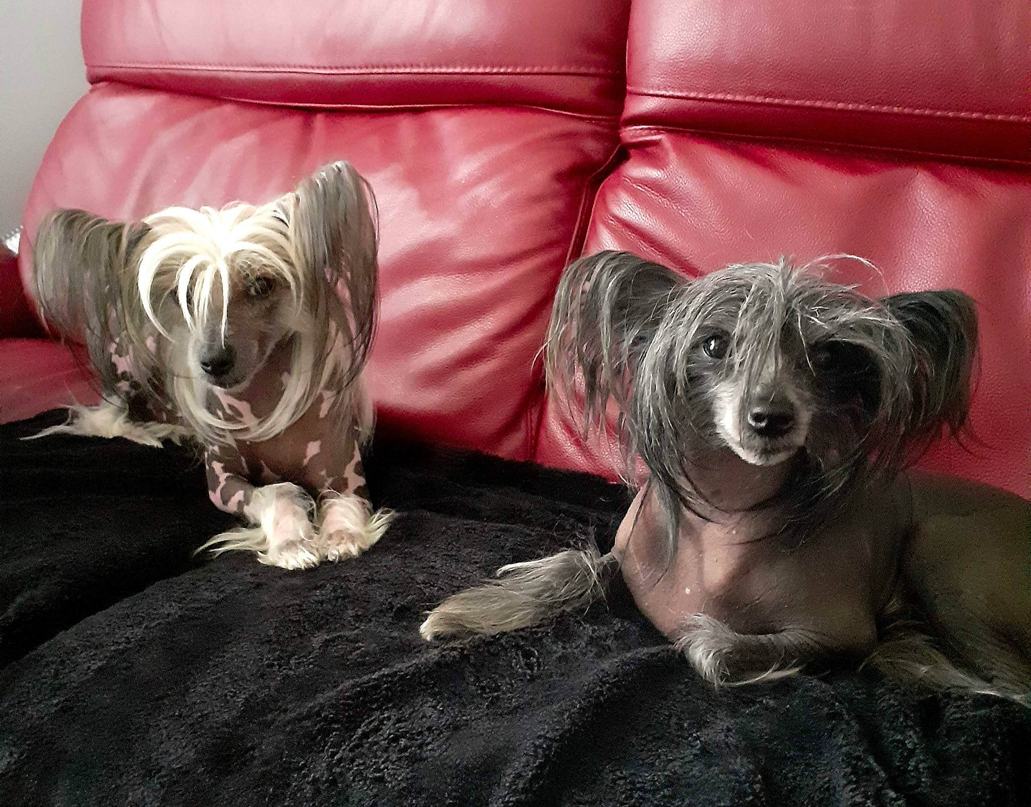 Naoko a rejoint le concours — aidez-le/la à gagner de superbes lots ! canidae, carnivore, comfort, companion_dog, couch, dog, dog_breed, fawn, flooring, fur, grey, hardwood, living_room, pillow, studio_couch, throw_pillow, toy_dog, whiskers, wood, working_animal