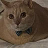 Mao joined the competition — help win amazing prizes! cat, orange_cat, pet, bow_tie, collar, indoors, bed, blanket, cozy, portrait, close_up, animal, feline, sleepy, staring, whiskers, ears, fur, warm_lighting, cuddly
