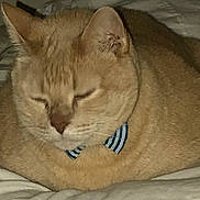 Mao is registered to the contest to win money with this photo: cat, orange_cat, sleeping, sleepy, curled_up, bow_tie, striped_collar, pet, feline, whiskers, ears, closed_eyes, fur, bed, blanket, indoors, cozy, portrait, relaxed, nap