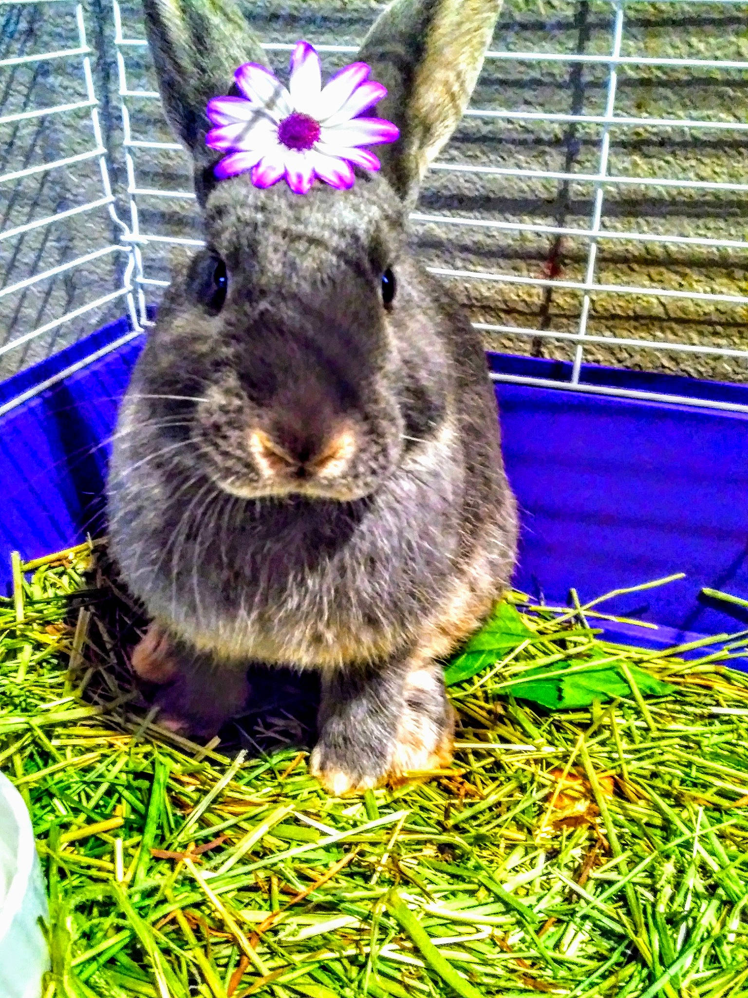 Poppy is registered to the contest to win money with this photo: degu, domestic_rabbit, easter_bunny, grass, hare, lower_keys_marsh_rabbit, mammal, plant, rabbit, rabbits_and_hares, snout, vertebrate, whiskers, wood_rabbit