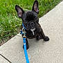 dog, puppy, french_bulldog, black_dog, leash, collar, sidewalk, grass, pet, animal, outdoor, cute, ears, sitting, young_dog, canine, portrait, closeup, attention, tag