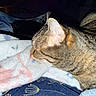 cat, tabby_cat, sleeping, pet, animal, fur, whiskers, ears, closed_eyes, resting, blanket, bed, cozy, indoors, night, flash_photography, close_up, brown_fur, black_cat, relaxed